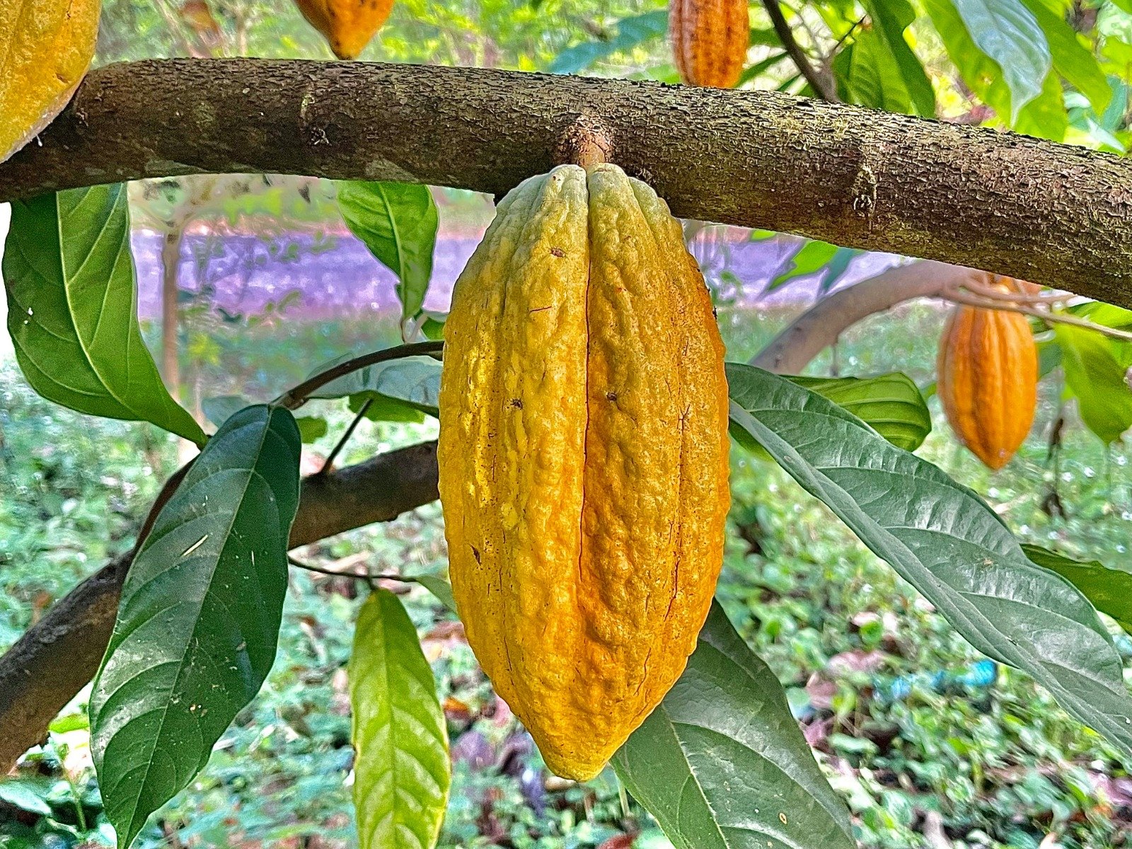 Cacao